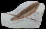 Fossil Leaf (Dyrana flexuosa) - Montana #52248-1